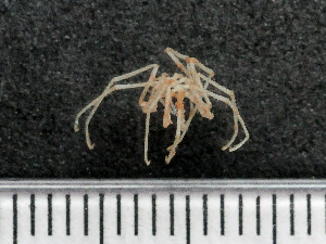  ( - HMSC174-03183)  @11 [ ] by-nc-sa  Unspecified Huntsman Marine Science Centre