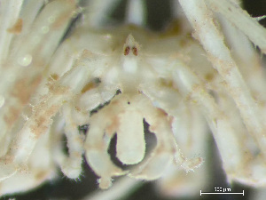  ( - HMSC174-03183)  @11 [ ] by-nc-sa  Unspecified Huntsman Marine Science Centre