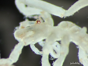  ( - HMSC174-03200)  @11 [ ] by-nc-sa  Unspecified Huntsman Marine Science Centre