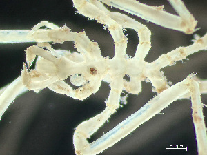  ( - HMSC174-03201)  @11 [ ] by-nc-sa  Unspecified Huntsman Marine Science Centre