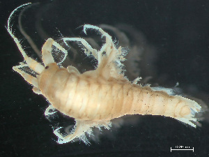  ( - HMSC174-03221)  @11 [ ] by-nc-sa  Unspecified Huntsman Marine Science Centre