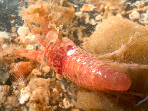  ( - HMSC174-03221)  @11 [ ] by-nc-sa  Unspecified Huntsman Marine Science Centre