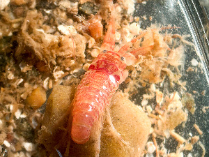  ( - HMSC174-03222)  @11 [ ] by-nc-sa  Unspecified Huntsman Marine Science Centre