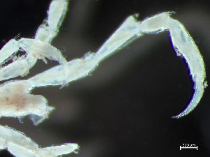  (Aeginina aenigmatica - HMSC174-03269)  @11 [ ] by-nc-sa  Unspecified Huntsman Marine Science Centre