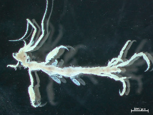  ( - HMSC174-03269)  @11 [ ] by-nc-sa  Unspecified Huntsman Marine Science Centre