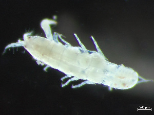  ( - HMSC174-03293)  @11 [ ] by-nc-sa  Unspecified Huntsman Marine Science Centre