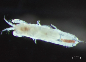 ( - HMSC174-03294)  @11 [ ] by-nc-sa  Unspecified Huntsman Marine Science Centre