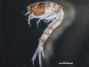  ( - HMSC174-03422)  @11 [ ] by-nc-sa  Unspecified Huntsman Marine Science Centre