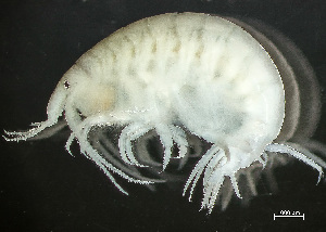  ( - HMSC174-03432)  @11 [ ] by-nc-sa  Unspecified Huntsman Marine Science Centre