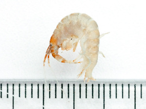  ( - HMSC174-03506)  @11 [ ] by-nc-sa  Unspecified Huntsman Marine Science Centre