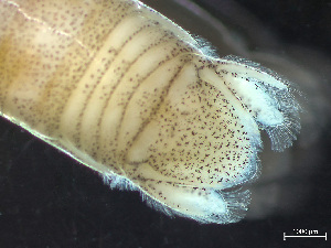  (Politolana - HMSC174-03513)  @11 [ ] by-nc-sa  Unspecified Huntsman Marine Science Centre
