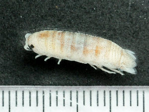  ( - HMSC174-03513)  @11 [ ] by-nc-sa  Unspecified Huntsman Marine Science Centre