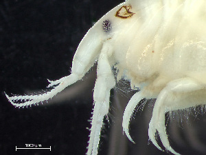  (Wecomedon - HMSC174-03517)  @11 [ ] by-nc-sa  Unspecified Huntsman Marine Science Centre
