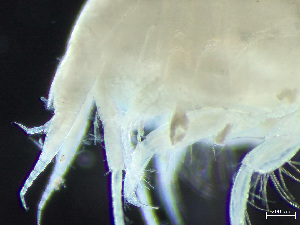  (Hippomedon serratus - HMSC174-03588)  @11 [ ] by-nc-sa  Unspecified Huntsman Marine Science Centre