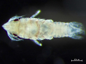  (Caecognathia cerina - HMSC174-03622)  @11 [ ] by-nc-sa  Unspecified Huntsman Marine Science Centre