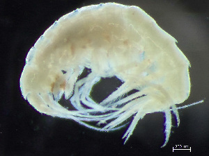  (Gracilipleustes gracilis - HMSC174-03628)  @11 [ ] by-nc-sa  Unspecified Huntsman Marine Science Centre