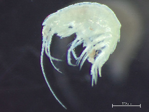  ( - HMSC174-03629)  @11 [ ] by-nc-sa  Unspecified Huntsman Marine Science Centre