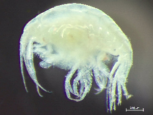  ( - HMSC174-03631)  @11 [ ] by-nc-sa  Unspecified Huntsman Marine Science Centre