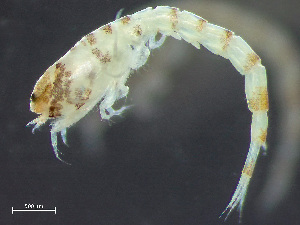  (Pseudoleptocuma - HMSC174-03674)  @11 [ ] by-nc-sa  Unspecified Huntsman Marine Science Centre