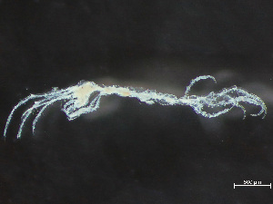  ( - HMSC174-03698)  @11 [ ] by-nc-sa  Unspecified Huntsman Marine Science Centre