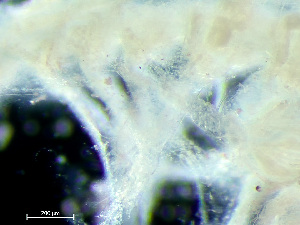  ( - HMSC174-03715)  @11 [ ] by-nc-sa  Unspecified Huntsman Marine Science Centre