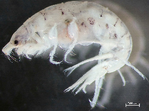  ( - HMSC174-03717)  @11 [ ] by-nc-sa  Unspecified Huntsman Marine Science Centre