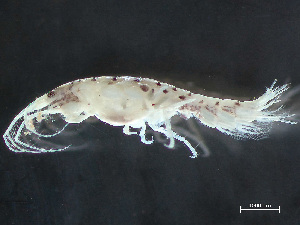  ( - HMSC174-03718)  @11 [ ] by-nc-sa  Unspecified Huntsman Marine Science Centre
