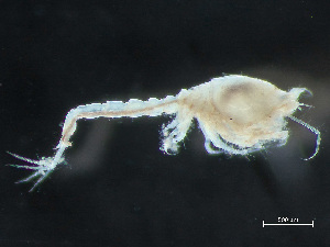  ( - HMSC174-03725)  @11 [ ] by-nc-sa  Unspecified Huntsman Marine Science Centre