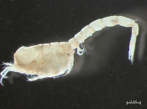  ( - HMSC174-03764)  @11 [ ] by-nc-sa  Unspecified Huntsman Marine Science Centre