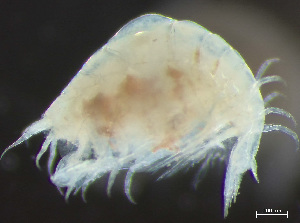  ( - HMSC174-03792)  @11 [ ] by-nc-sa  Unspecified Huntsman Marine Science Centre