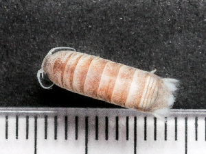  ( - HMSC174-03793)  @11 [ ] by-nc-sa  Unspecified Huntsman Marine Science Centre