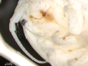  (Politolana impostor - HMSC174-03793)  @11 [ ] by-nc-sa  Unspecified Huntsman Marine Science Centre