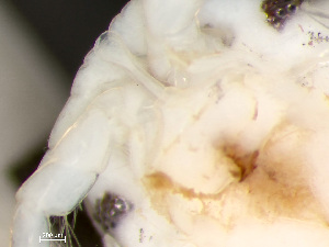  ( - HMSC174-03793)  @11 [ ] by-nc-sa  Unspecified Huntsman Marine Science Centre