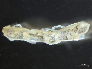  (Ptilanthura - HMSC174-03797)  @11 [ ] by-nc-sa  Unspecified Huntsman Marine Science Centre