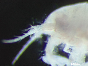  ( - HMSC174-03799)  @11 [ ] by-nc-sa  Unspecified Huntsman Marine Science Centre