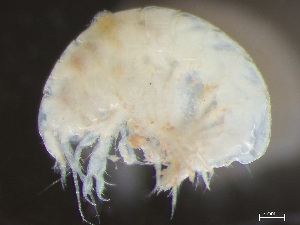 ( - HMSC174-03802)  @11 [ ] by-nc-sa  Unspecified Huntsman Marine Science Centre