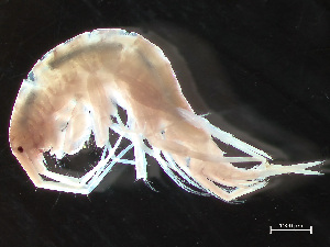  ( - HMSC174_03997)  @11 [ ] by-nc-sa  Unspecified Huntsman Marine Science Centre