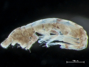  ( - HMSC174_04007)  @11 [ ] by-nc-sa  Unspecified Huntsman Marine Science Centre