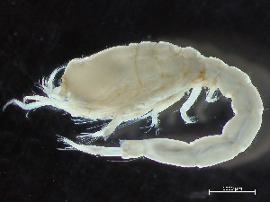  ( - HMSC174-04177)  @11 [ ] by-nc-sa  Unspecified Huntsman Marine Science Centre