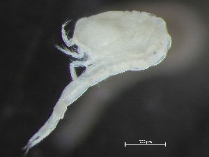  ( - HMSC174-04178)  @11 [ ] by-nc-sa  Unspecified Huntsman Marine Science Centre