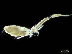  ( - HMSC174-04209)  @11 [ ] by-nc-sa  Unspecified Huntsman Marine Science Centre