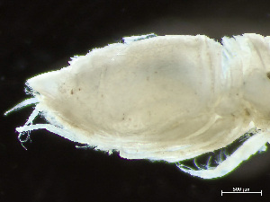  ( - HMSC174-04209)  @11 [ ] by-nc-sa  Unspecified Huntsman Marine Science Centre