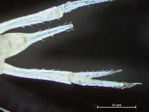  ( - HMSC174-04209)  @11 [ ] by-nc-sa  Unspecified Huntsman Marine Science Centre