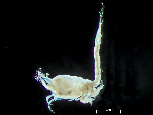  ( - HMSC174-04210)  @11 [ ] by-nc-sa  Unspecified Huntsman Marine Science Centre