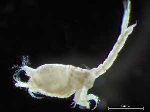  ( - HMSC174-04211)  @11 [ ] by-nc-sa  Unspecified Huntsman Marine Science Centre