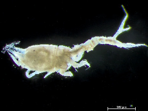  ( - HMSC174-04212)  @11 [ ] by-nc-sa  Unspecified Huntsman Marine Science Centre