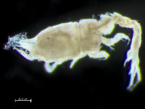  ( - HMSC174-04212)  @11 [ ] by-nc-sa  Unspecified Huntsman Marine Science Centre