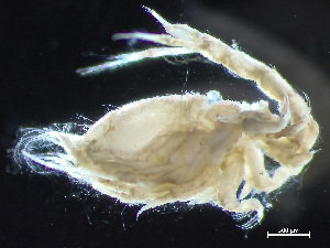  ( - HMSC174-04302)  @11 [ ] by-nc-sa  Unspecified Huntsman Marine Science Centre