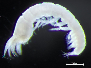  (Typhlotanaidae - HMSC174-04305)  @11 [ ] by-nc-sa  Unspecified Huntsman Marine Science Centre