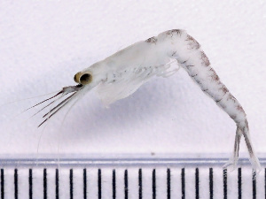  ( - NSRAS25_257)  @11 [ ] by-nc-sa  Unspecified Huntsman Marine Science Centre